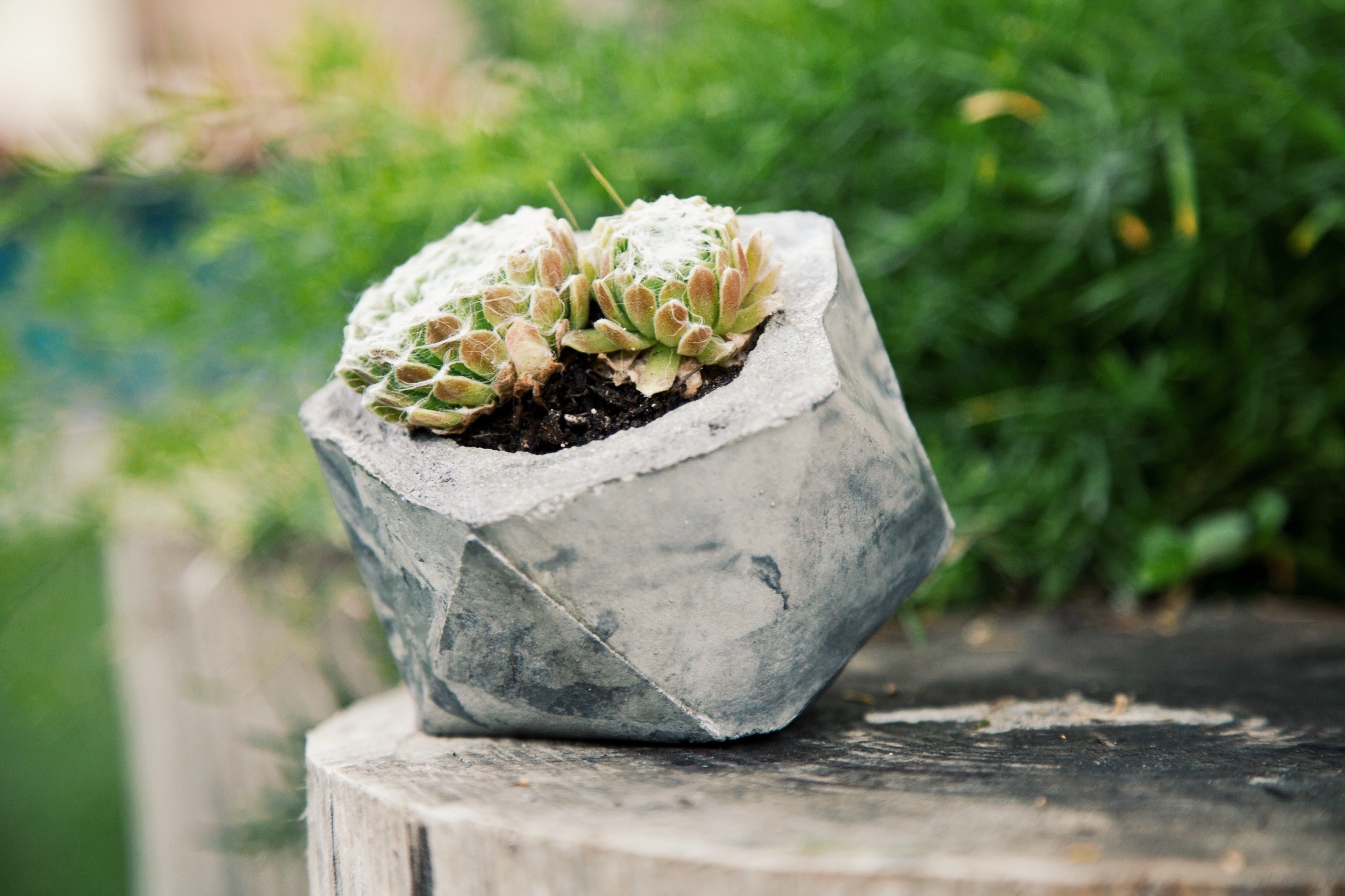 Concrete Geometric Succulent Planters via Needles + Leaves :: Giveaway